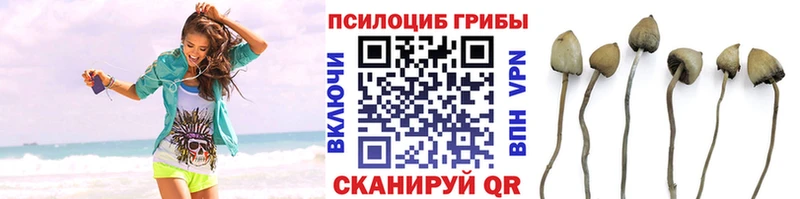 ссылка на мегу как зайти  Карасук  Галлюциногенные грибы мицелий 